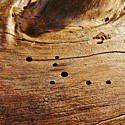 Bild für Kategorie Holzschutzmittel